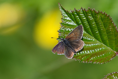 Aricia artaxerxes salmacis