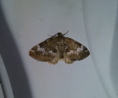 Perizoma alchemillata