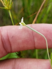 Epilobium leptophyllum