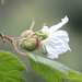 Rubus trilobus - Photo (c) conabio_bancodeimagenes,  זכויות יוצרים חלקיות (CC BY-NC-ND), הועלה על ידי conabio_bancodeimagenes