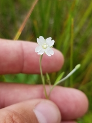 Epilobium leptophyllum