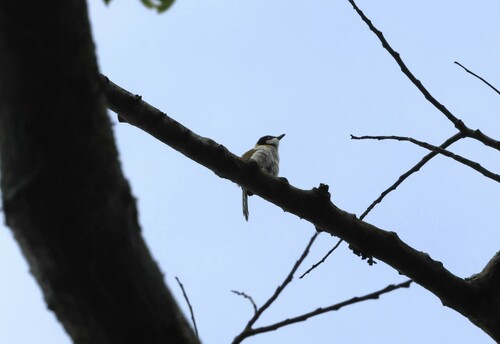 Black-capped Apalis (Apalis nigriceps), photo 1