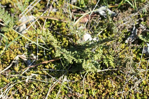 Image of Myriopteris lanosa by (c) Dominic, some rights reserved (CC BY)