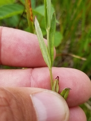 Epilobium leptophyllum