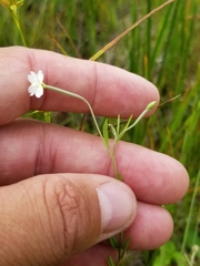 Epilobium leptophyllum