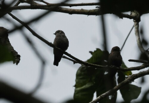 Ussher's Flycatcher (Artomyias ussheri), photo 4