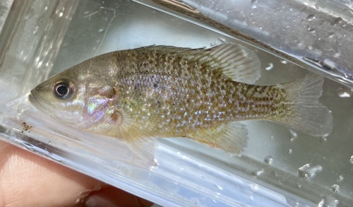 Green Sunfish