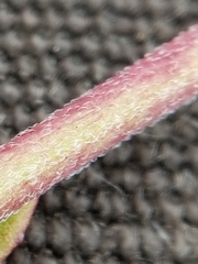 Epilobium leptophyllum