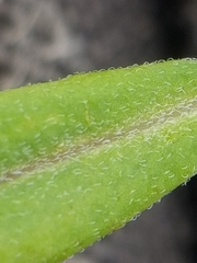 Epilobium leptophyllum