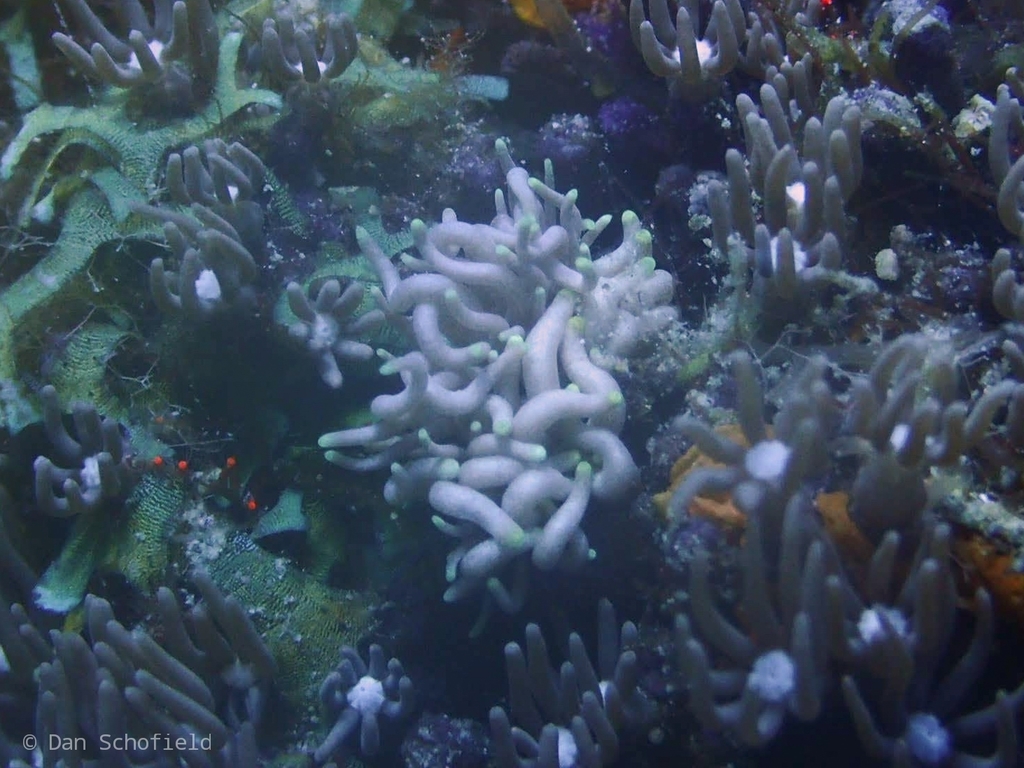 Yellow-tipped Phyllodesmium