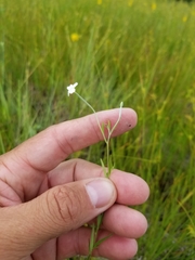Epilobium leptophyllum