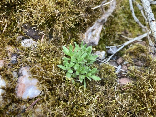 Dense Whitlow-grass (Draba pycnosperma)