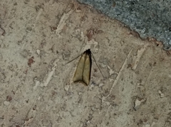 Dichomeris heriguronis