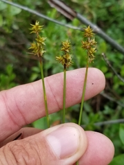 Carex wiegandii