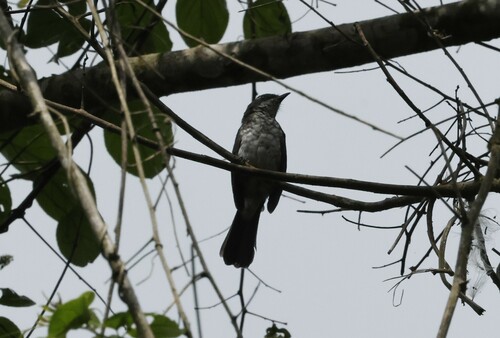 Fraser's Forest Flycatcher (Fraseria ocreata), photo 9