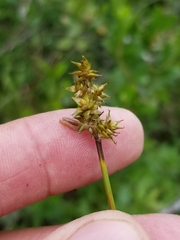 Carex wiegandii