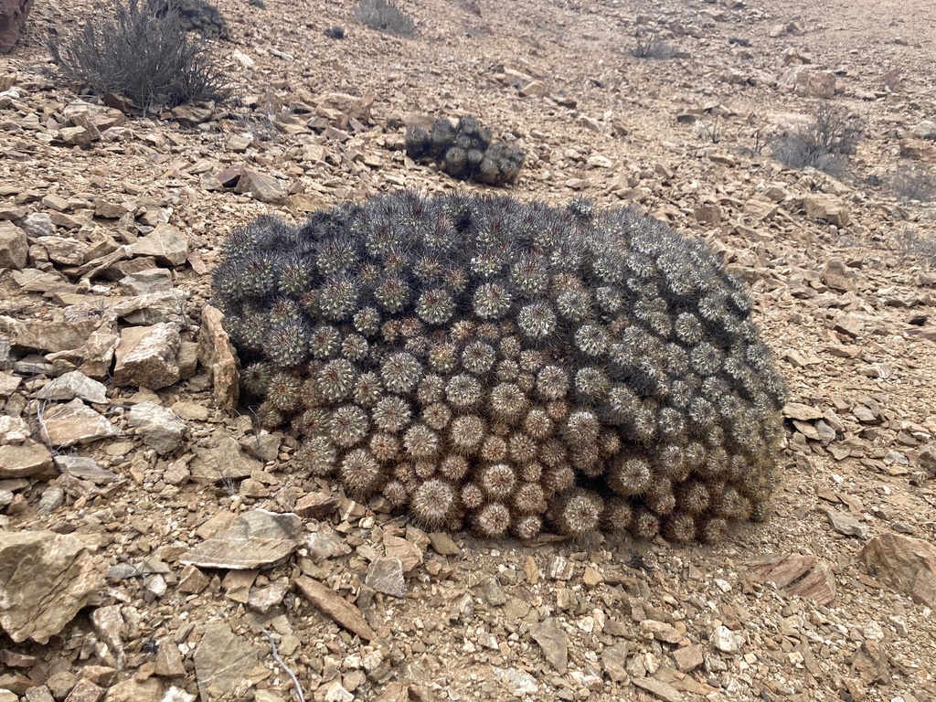 Copiapoa hoffmanniana
