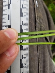 Carex wiegandii