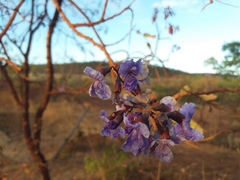Bowdichia virgilioides
