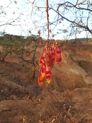 Bowdichia virgilioides