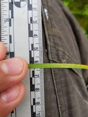 Carex wiegandii