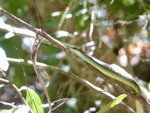 Common Tree Snake sighting