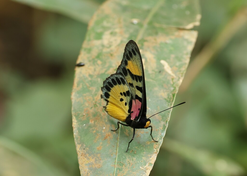 Euphaedra sarcoptera