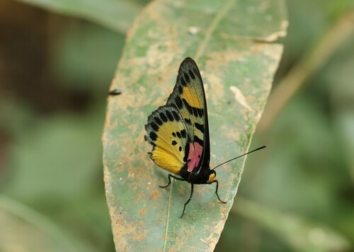 Euphaedra sarcoptera