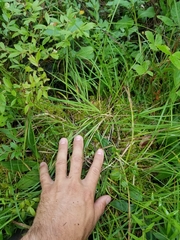 Carex wiegandii