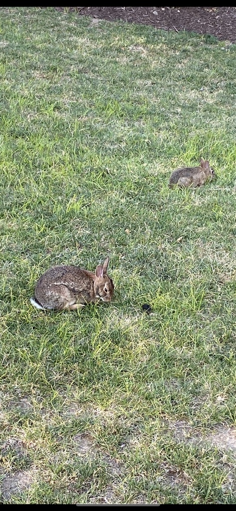 Eastern Cottontail from Apodel Alley, Johnstown, PA, US on December 14 ...
