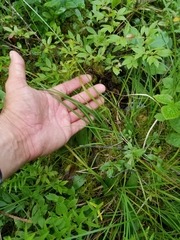 Carex wiegandii