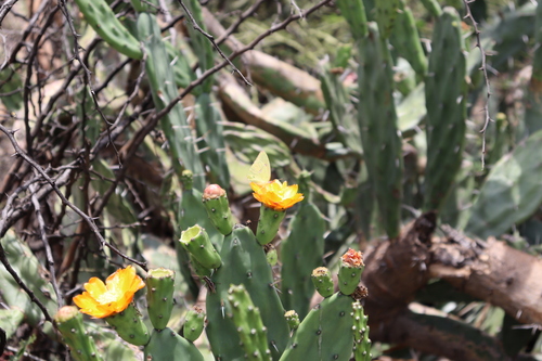 Image of Opuntia elata by (c) Thomaz Ricardo Favreto Sinani, some rights reserved (CC BY)