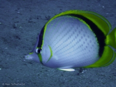 Chaetodon selene