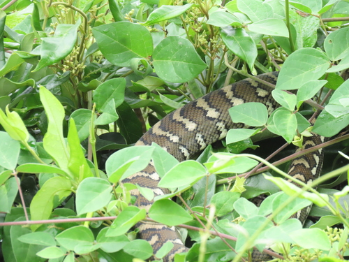 Coastal Carpet Python sighting