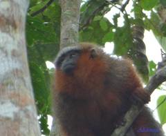 Plecturocebus discolor