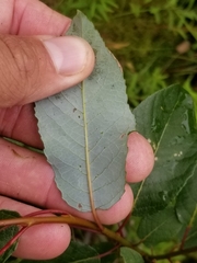 Salix pyrifolia