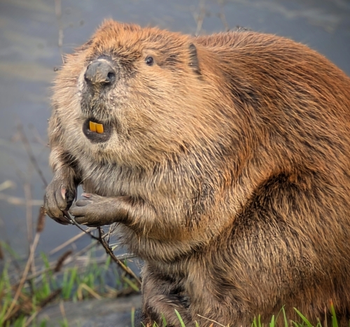 American Beaver photographed in California