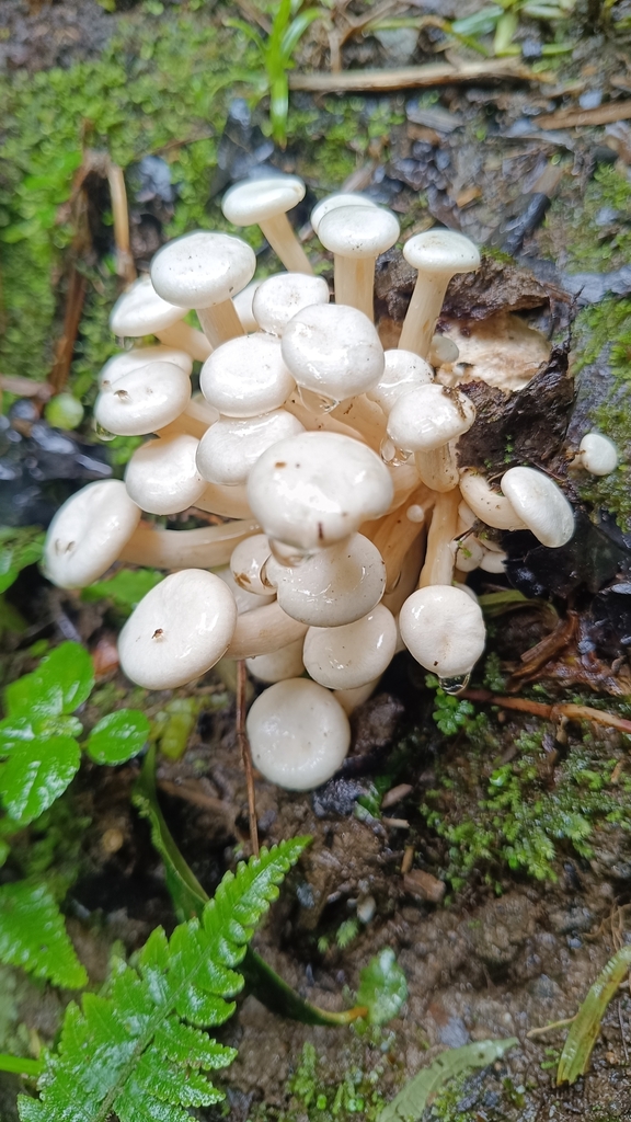 Lentinus concavus · December 2024 · photo: © aranda87 (iNaturalist, cc-by)
