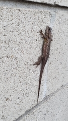 Sceloporus occidentalis