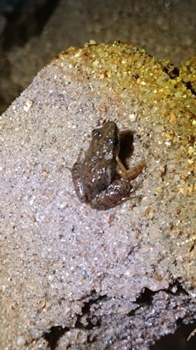 Caverna do Diabo Spinythumb Frog, Crossodactylus caramaschii