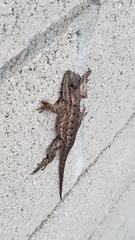 Sceloporus occidentalis