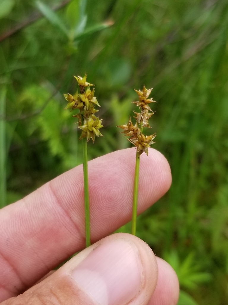 Wiegand's sedge
