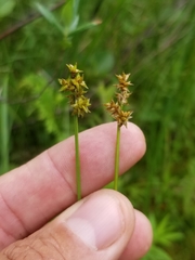 Carex wiegandii