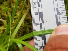 Carex wiegandii