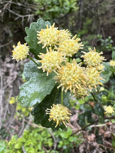 Palo negro
