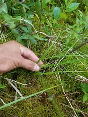Carex wiegandii