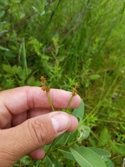 Carex wiegandii