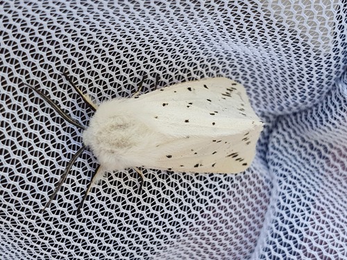 White Ermine, Drachten, Nederland, photo 7 of 10