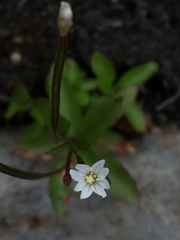 Epilobium clavatum