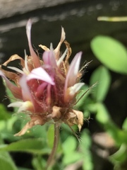 Geum triflorum